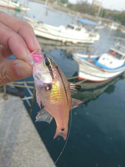 しょぼしょぼです