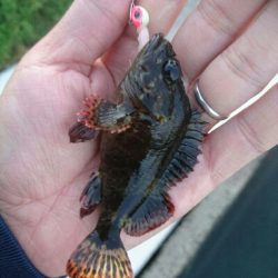 やばいのが来ました