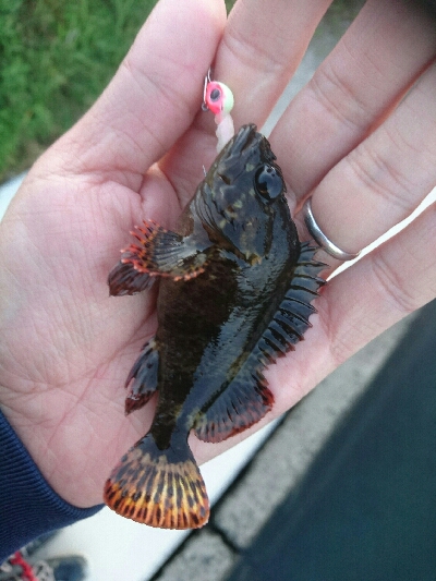 やばいのが来ました