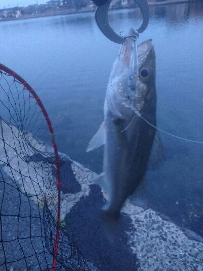 今朝の釣果