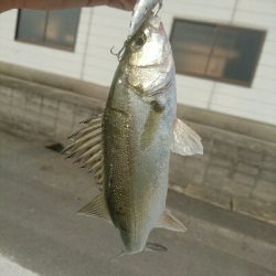 今日の釣果