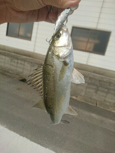 今日の釣果