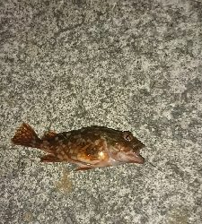 青物狙いでまさかの…