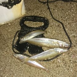 戸津井からの片男波夜釣りでキス