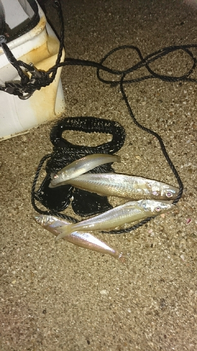 戸津井からの片男波夜釣りでキス