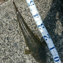 フラット狙い釣行で、ようやく60弱のマゴチ❗