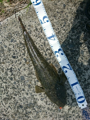 フラット狙い釣行で、ようやく60弱のマゴチ…