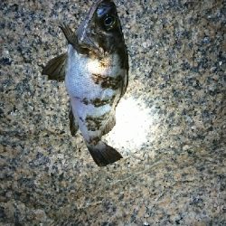 メバル苦戦…！