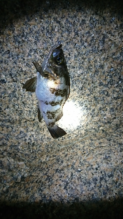 メバル苦戦…！