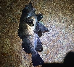 デカメバリング