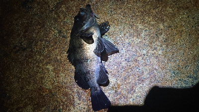 デカメバリング