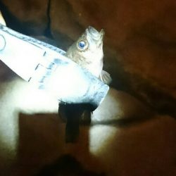 30分間メバリング