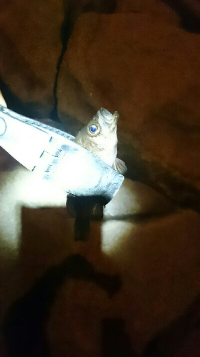 30分間メバリング