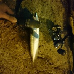 30分間アジ狙い