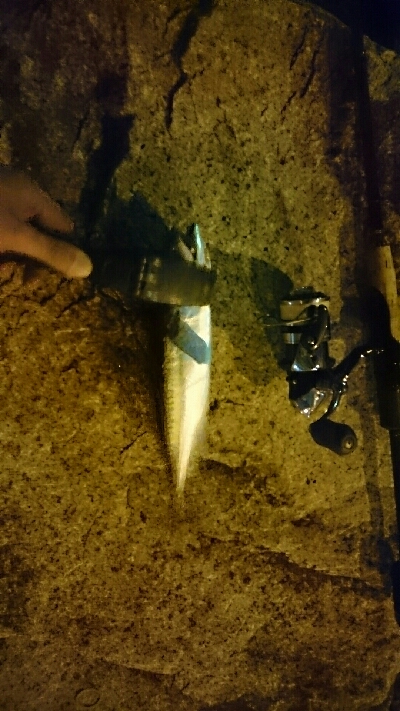 30分間アジ狙い