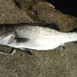 地磯でヒラスズキ