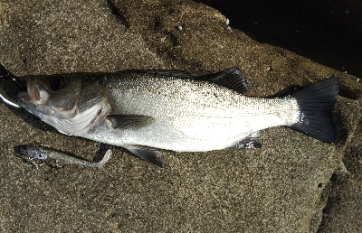 地磯でヒラスズキ