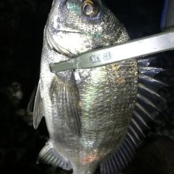 ナイトメバリング