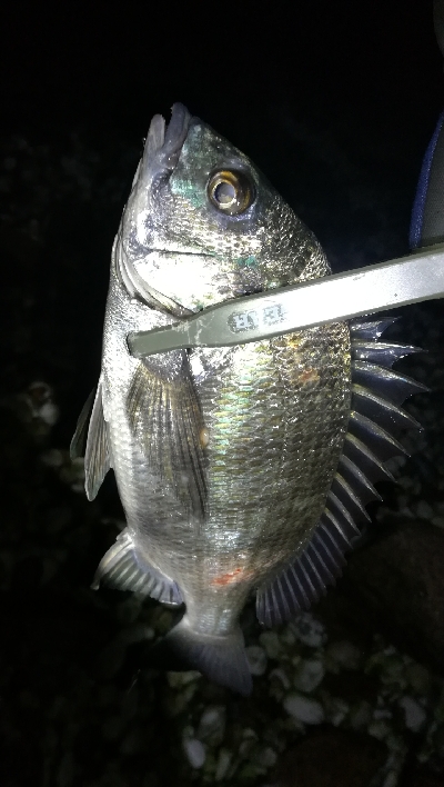 ナイトメバリング