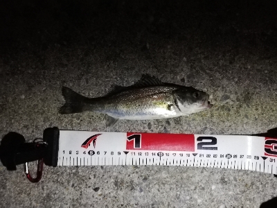 ナイトシーバスゲーム