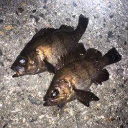 明石ライトゲーム