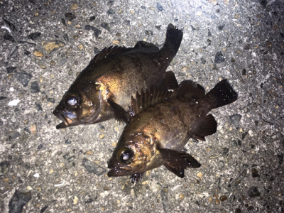 明石ライトゲーム