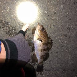 久しぶりの地元メバル