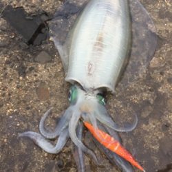 令和アオリ1号☆