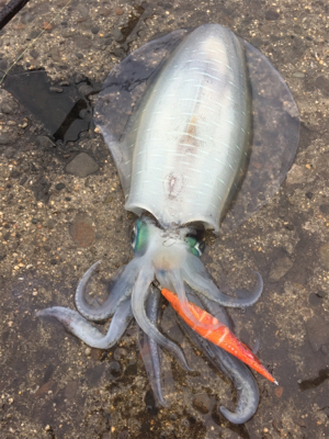 令和アオリ1号☆