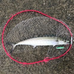 サゴシはなんとか