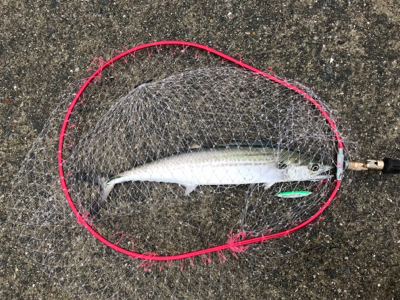 サゴシはなんとか