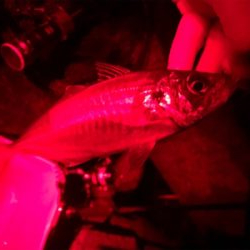 平成最後にデカアジ!