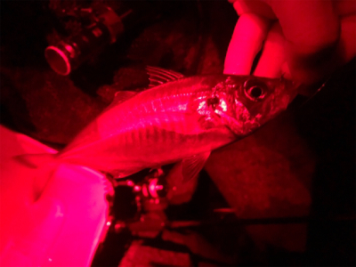 平成最後にデカアジ!