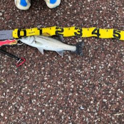 初めてのシーバス