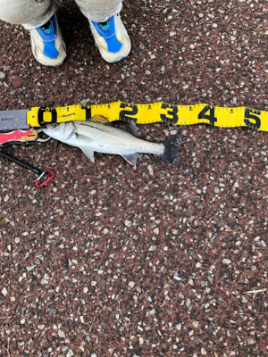 初めてのシーバス