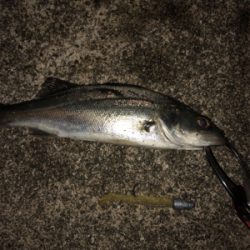 令和一発目 シーバスマルチも手乗りシーバス