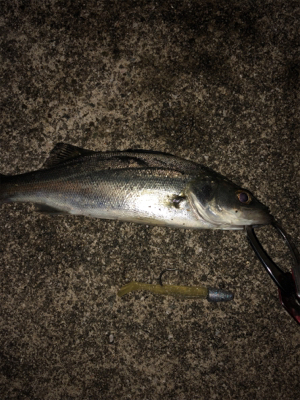 令和一発目 シーバスマルチも手乗りシーバス…