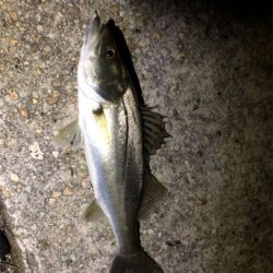 令和初の釣り爆釣