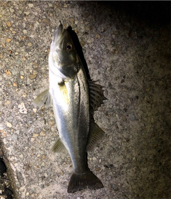 令和初の釣り爆釣