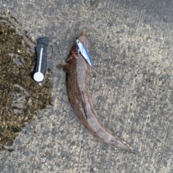 令和キス調査(おまけエソ)