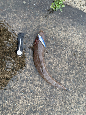 令和キス調査(おまけエソ)