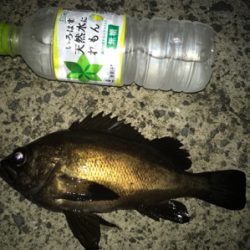 令和 初メバリング