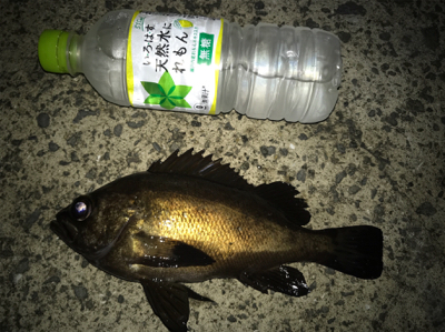 令和 初メバリング