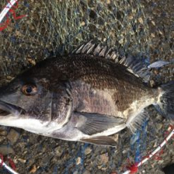 カニ落とし込みで真チヌ