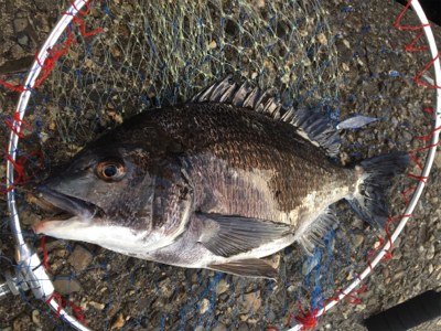 カニ落とし込みで真チヌ