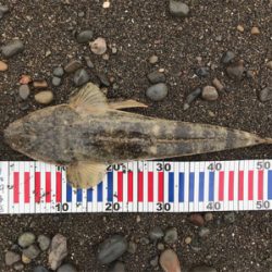 青物チャレンジ→サーフフラットへ変更