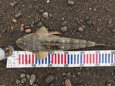 青物チャレンジ→サーフフラットへ変更