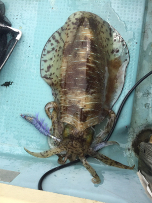 ヒヤヒヤの釣りでした