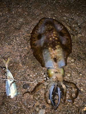 可愛い、オス、メス！