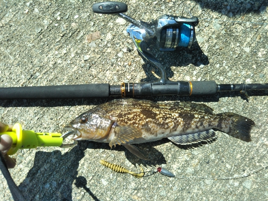 アジング＆ロックフィッシュ